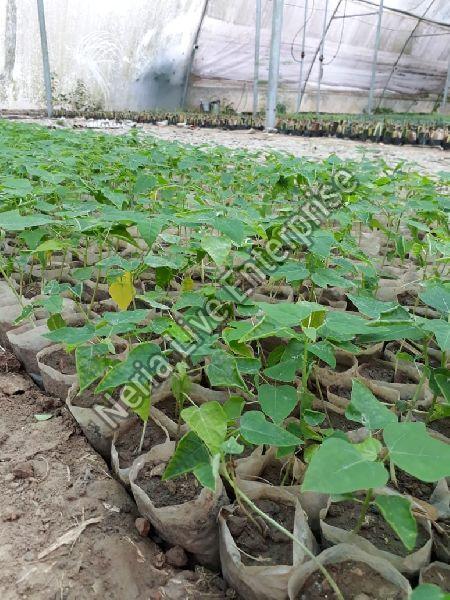 Red Lady Papaya Plant