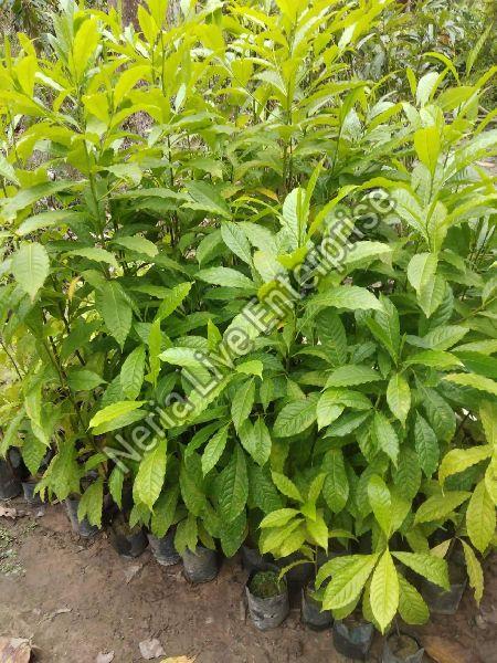 Rudraksha Plant