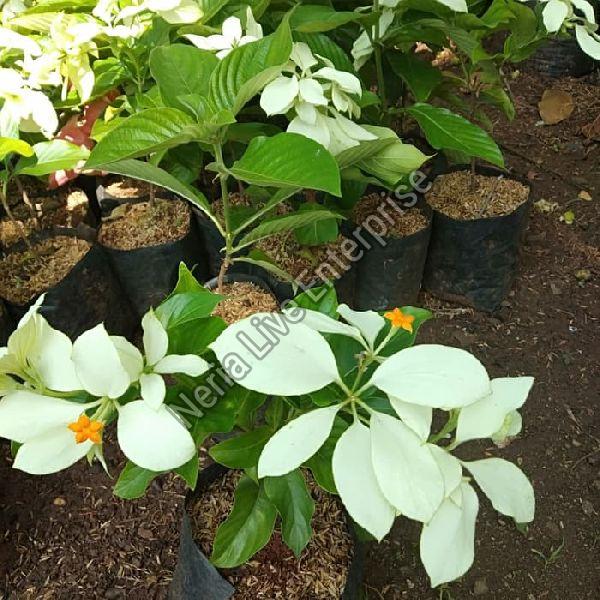 White Mussaenda Plant