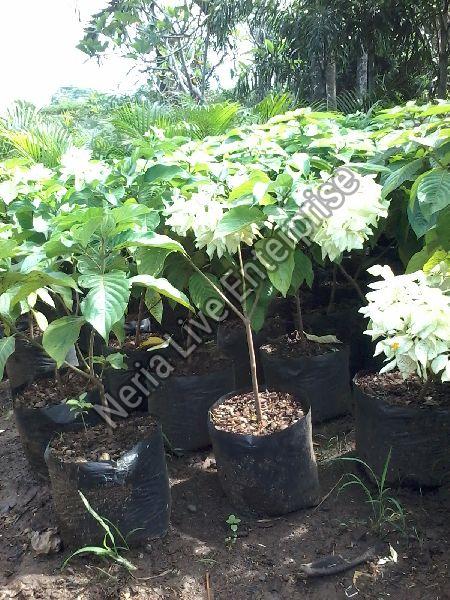 White Mussaenda Plant