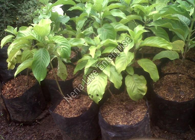 White Mussaenda Plant