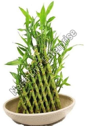 bamboo plant