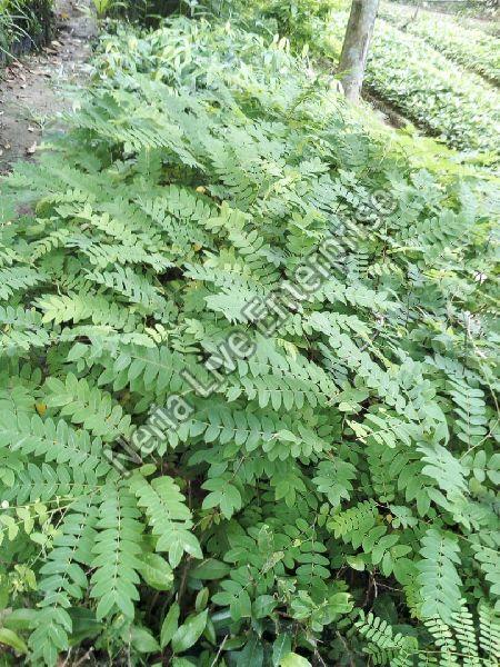 Cassia Javanica Plant, Weight : 5.0 Kg Approx.