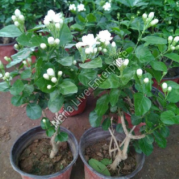 Common Jasmine Plant