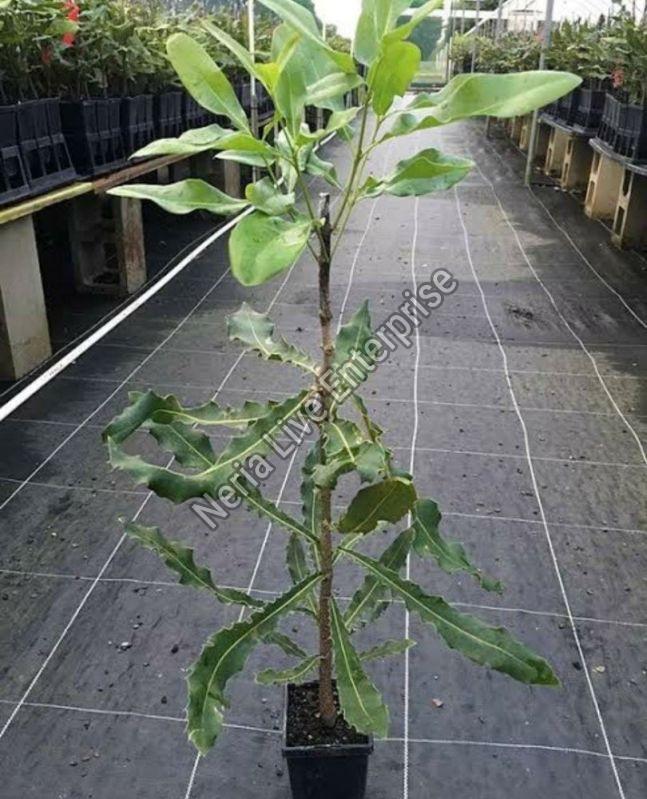 Macadamia Plant