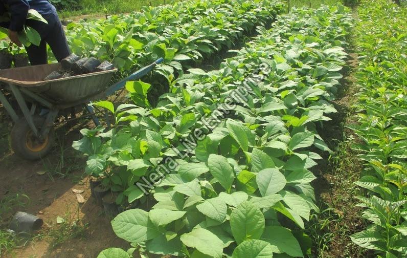 Tissue Culture Teak Plant