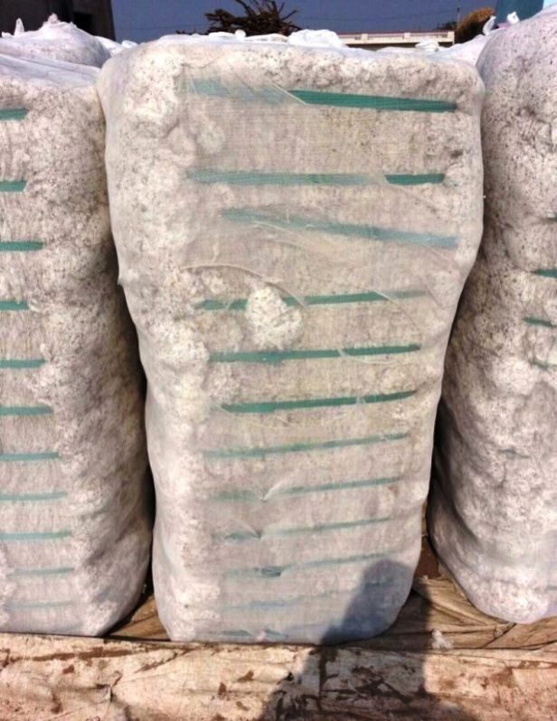 Indian Origin Of Cotton Dropping