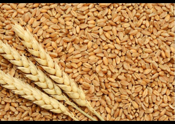 DRP003 Organic wheat grain for Making Bread, Cooking, Cookies, Bakery Products