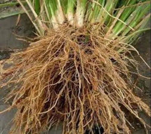 Vetiver Root