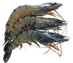 Frozen Black Tiger Prawn for Cooking