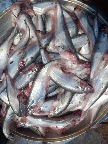 Frozen Catfish for Cooking