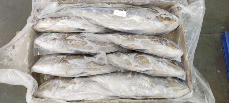 Frozen Emperor Fish for Cooking