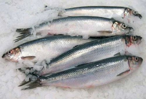 Frozen Herring Fish for Cooking