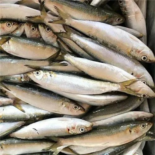 Frozen Indian Oil Sardine Fish for Cooking