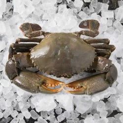 Frozen Mud Crab for Cooking