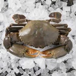 Frozen Mud Crab