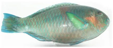 Frozen Parrot Fish for Cooking