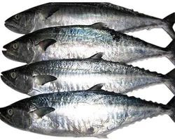 Frozen Seer Fish for Cooking