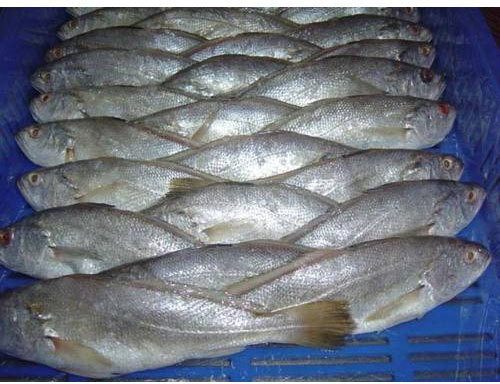 Frozen Silver Croaker Fish for Cooking