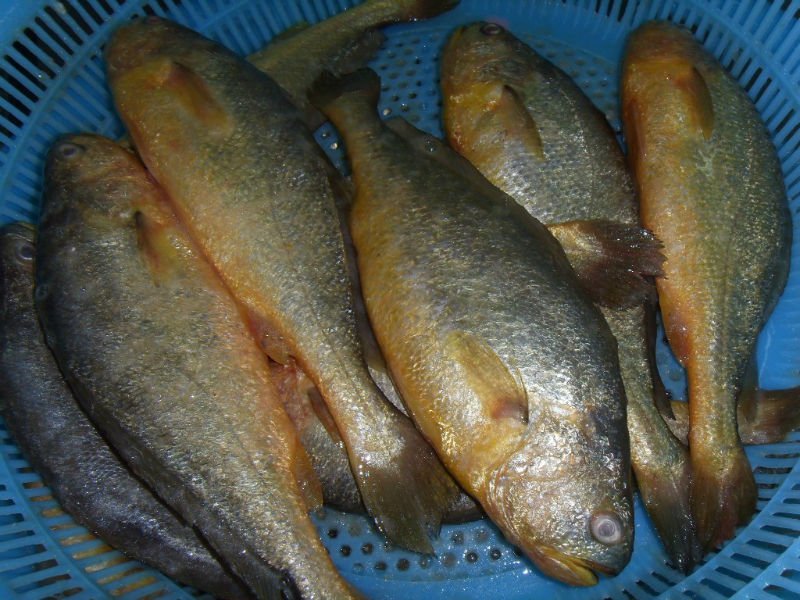 Frozen Yellow Croaker Fish for Cooking