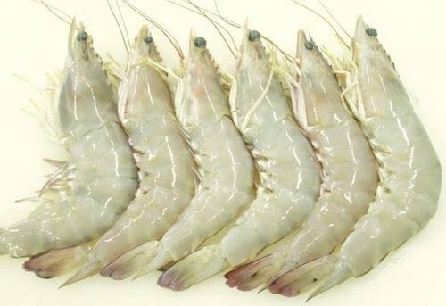 Frozen Indian White Prawn for Cooking
