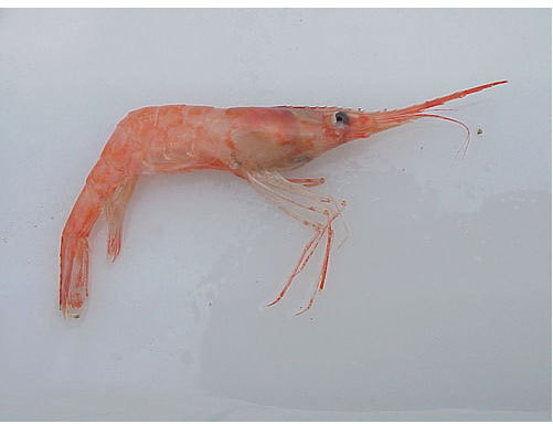 Frozen Pink Shrimp for Cooking