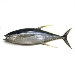 Frozen Yellowfin Tuna Fish