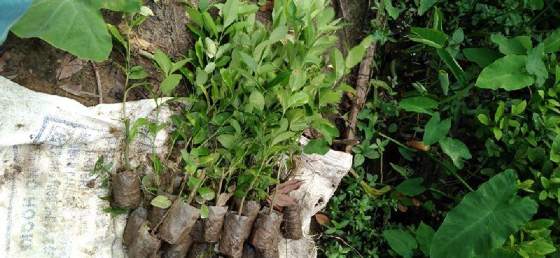 Lemon Plants