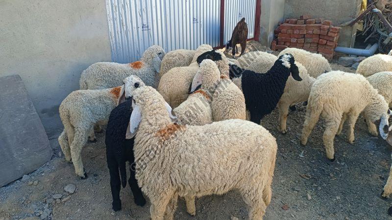 Male Cutting Sheep