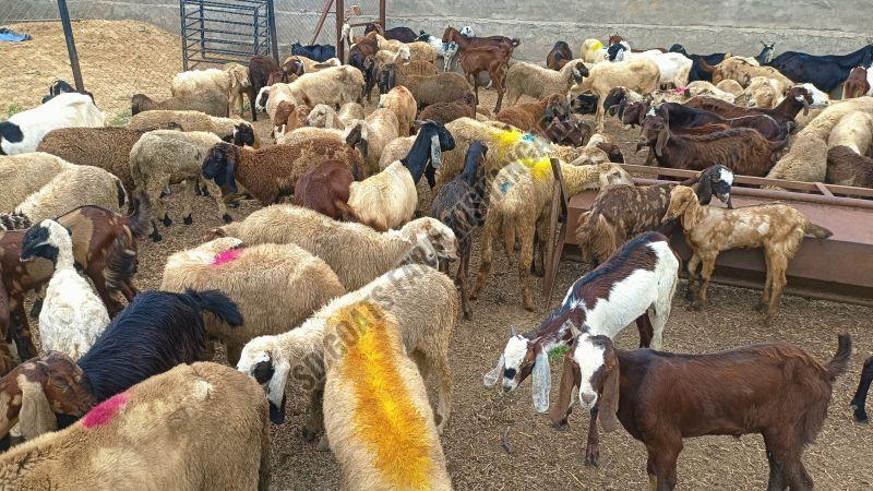 Female Cutting Sheep