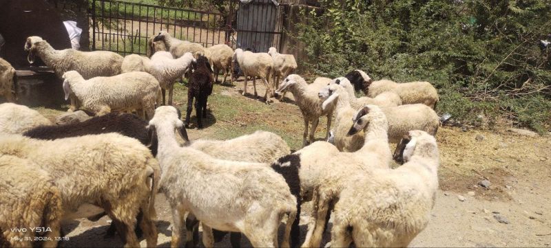 Sheep Farming Services