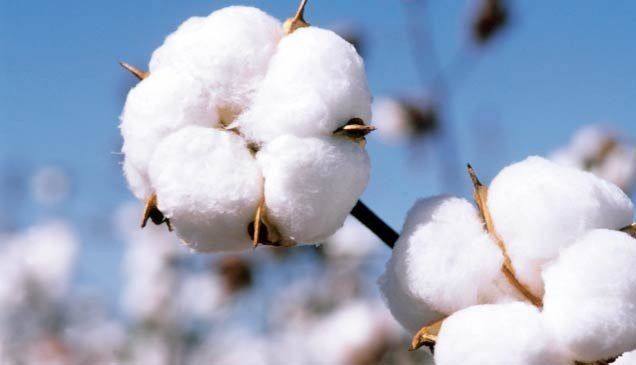 Raw Cotton