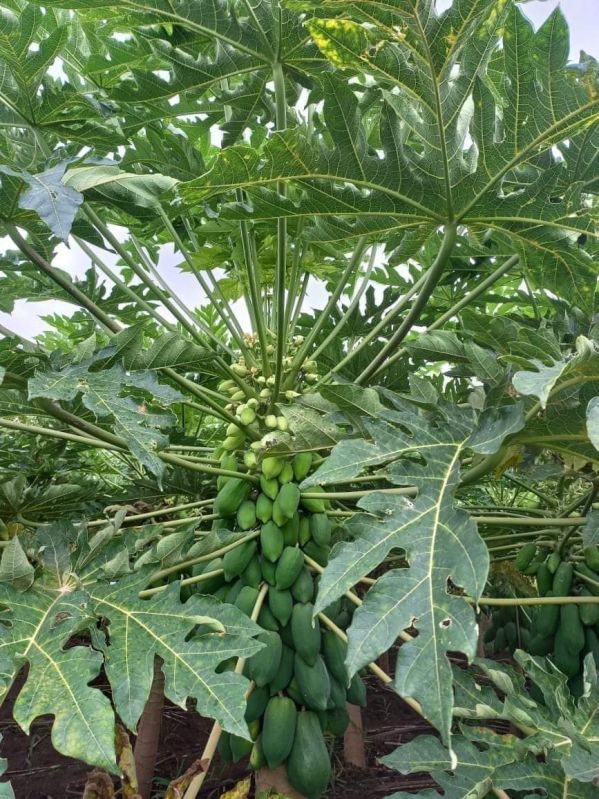 Papaya Seeds