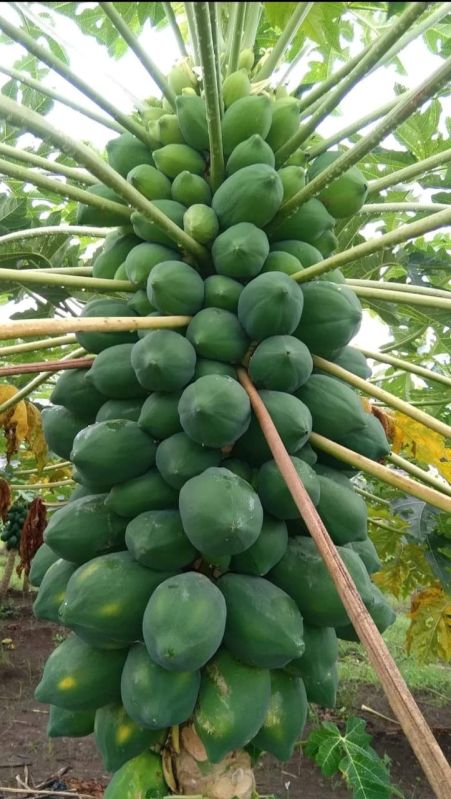 Papaya Seeds