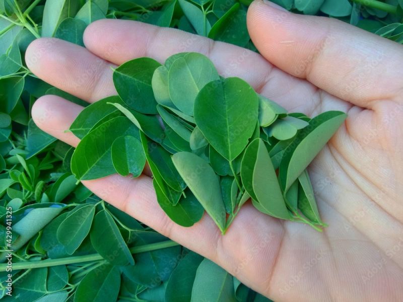 Moringa Leaf