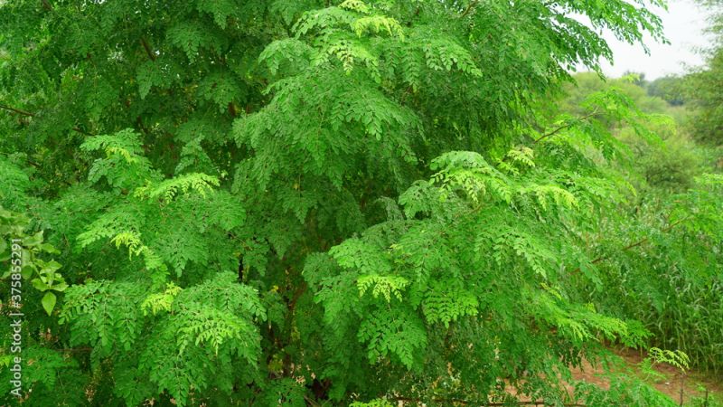 Moringa Leaf