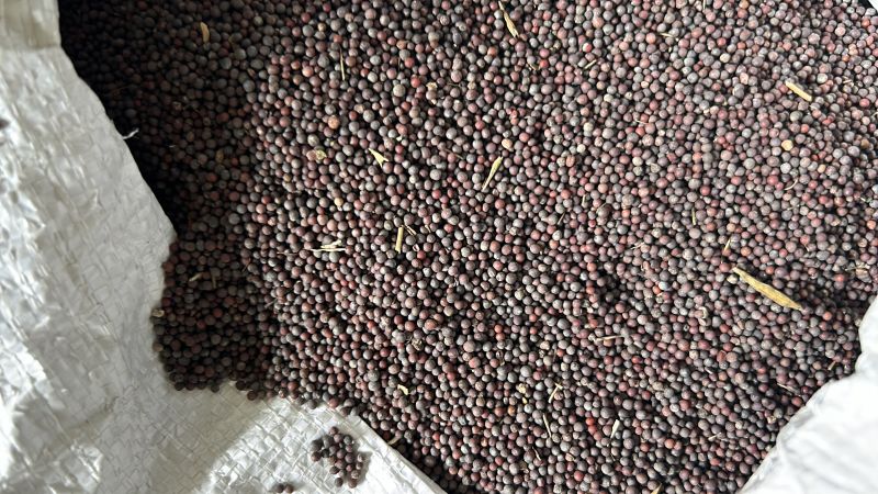 Black Mustard Seeds