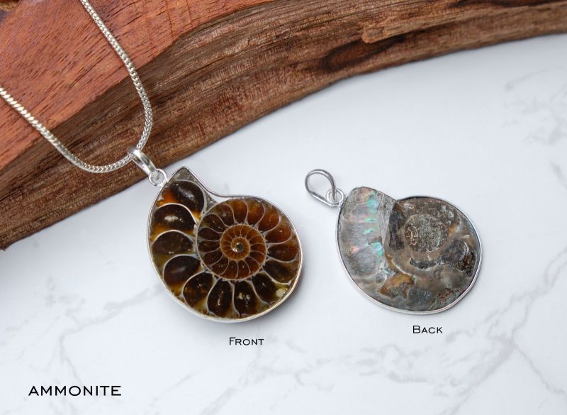 Ammonite Fossile Stone