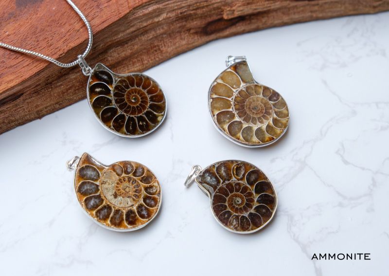 Ammonite Fossile Stone