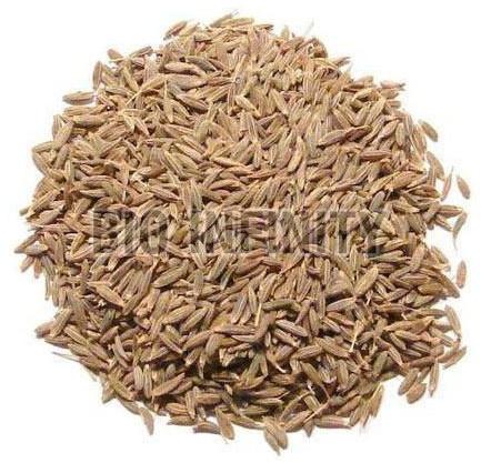 Fresh Cumin Seeds