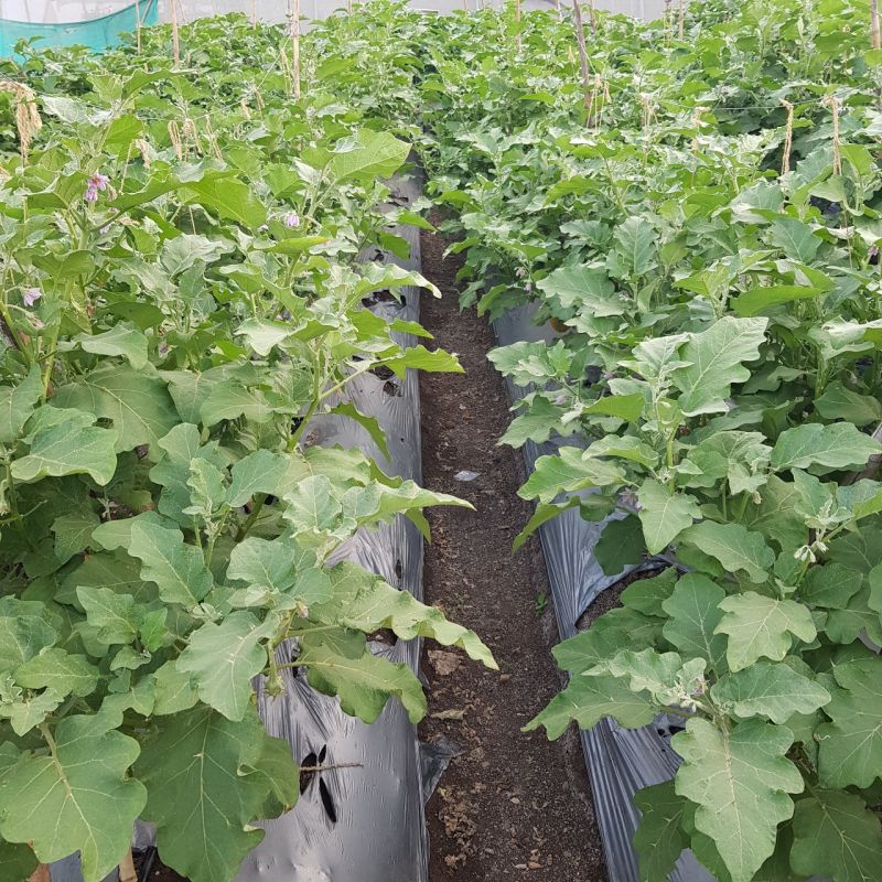 Hybrid and OP Brinjal Seeds