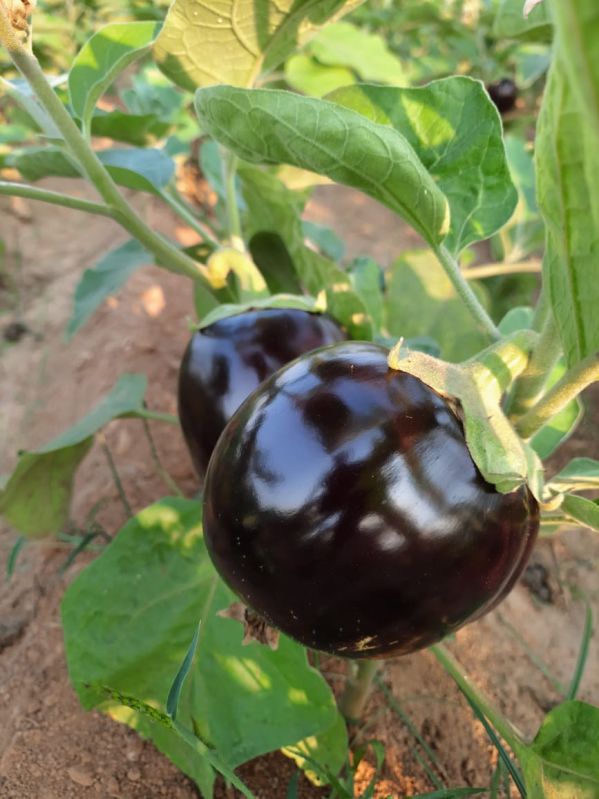 Hybrid and OP Brinjal Seeds