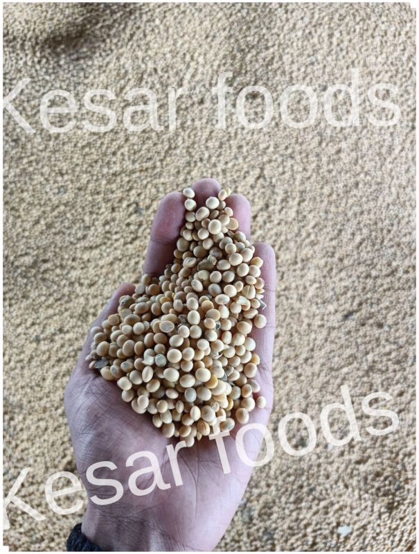 Soybean Seed