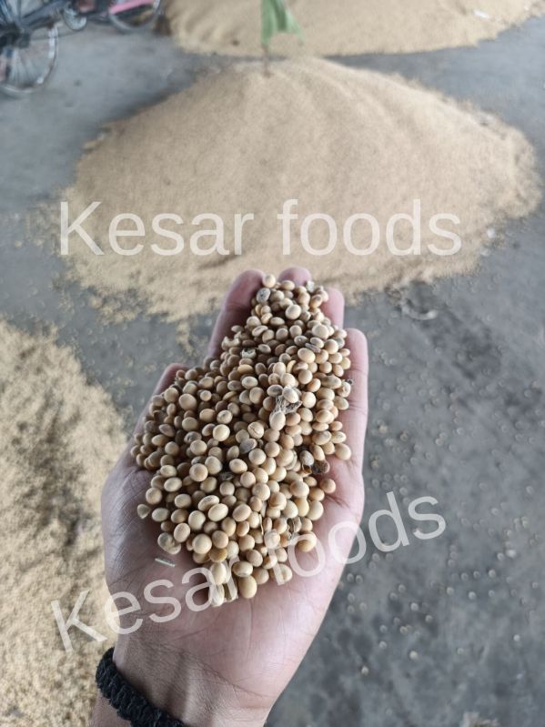 Soybean Seed