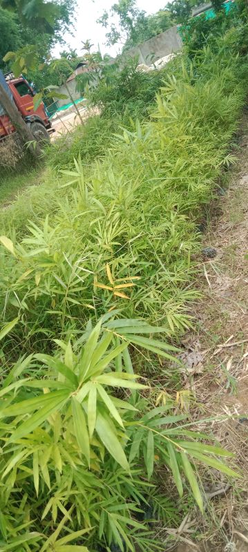 Bambusa Bamboo Plant