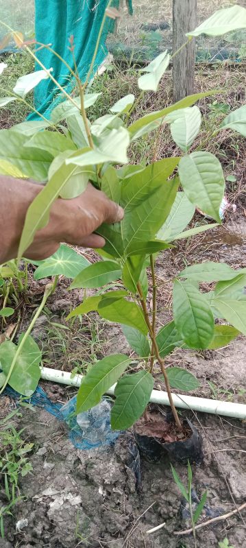 One Feet By 3 Feet Mahogany Plant