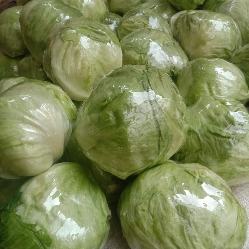 Fresh Iceberg Lettuce