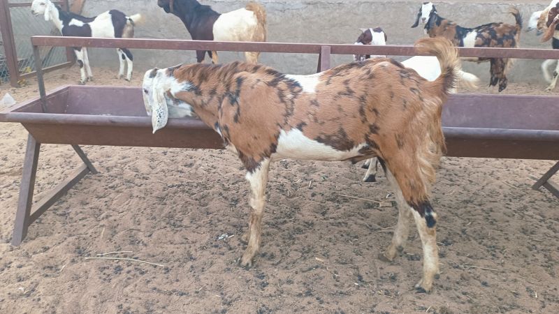 Gujari Male Goat