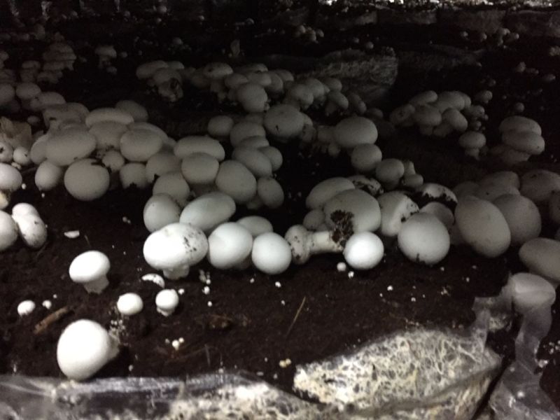 Mushroom Growing Chambers