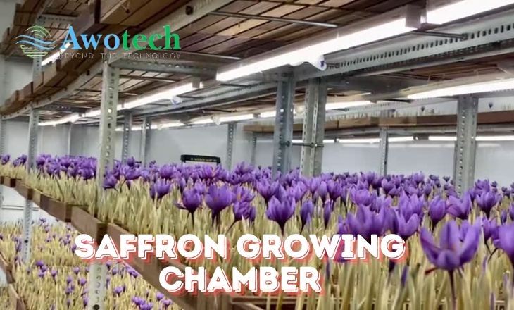 Saffron Growing Chamber